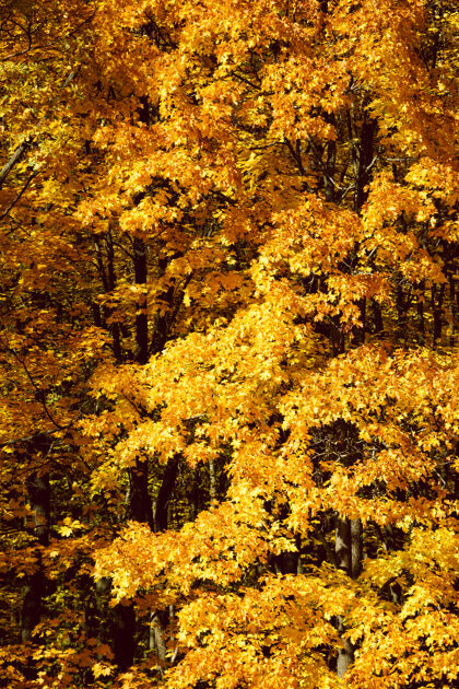 树树上的金色叶子花园明亮小径