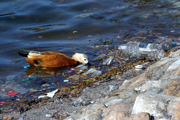 废物人类的废物污染了大自然污染污垢水