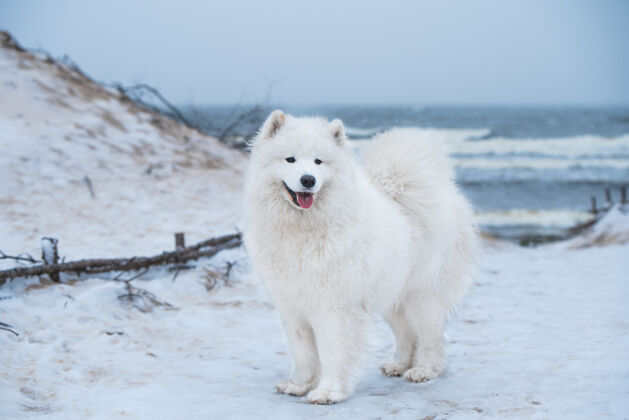 雪拉脱维亚雪海海滩上有一只漂亮的萨莫耶德白狗毛茸茸的宠物品种