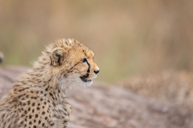 野生动物可爱的小猎豹哺乳动物野猫非洲动物