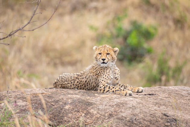 非洲动物可爱的小猎豹野生动物猫哺乳动物