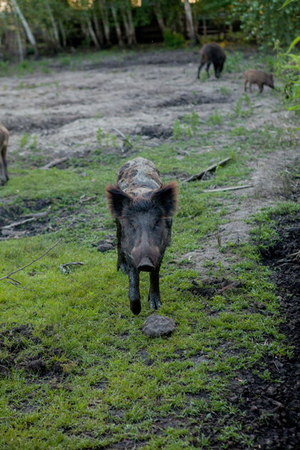 农场野猪在草地上吃草放牧草地绿草