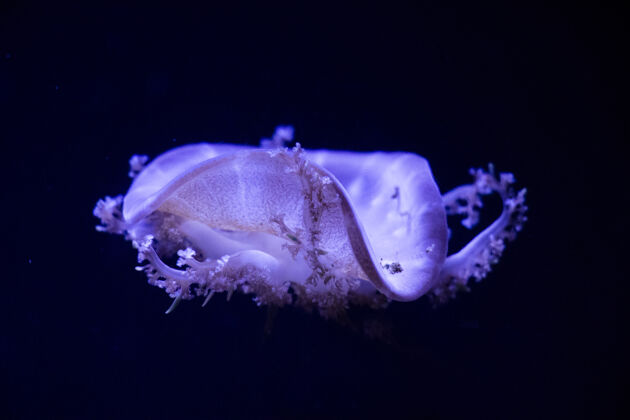多彩水母在水下 水母 海洋动物在水中 蓝色水母自然特写