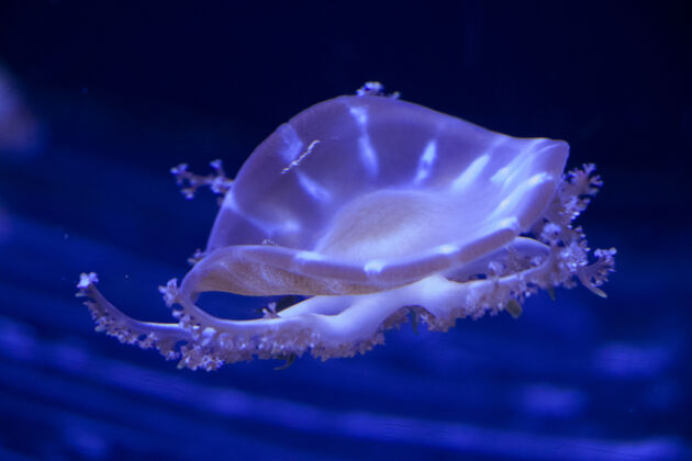 鱼水母在水下 水母 海洋动物在水中 蓝色自然水下游泳
