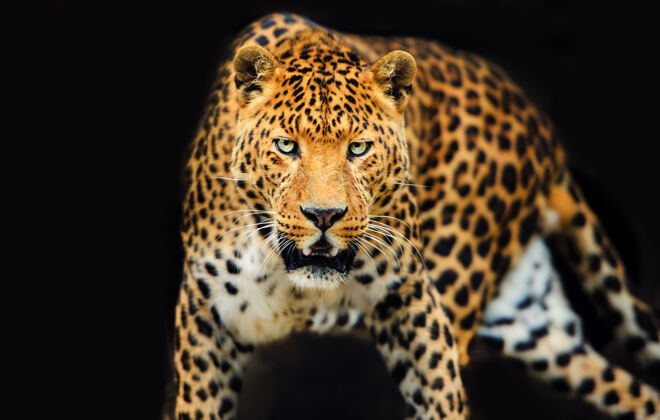 斑点黑色背景上有一双浓烈眼睛的豹子肖像脸捕食者动物