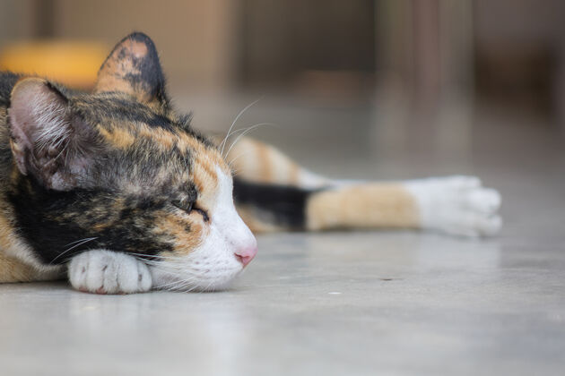 哺乳动物可爱的猫睡在地上猫房子爪子