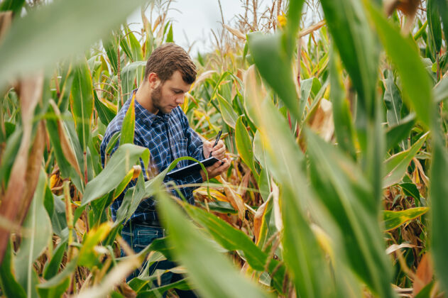 培养英俊的农学家在玉米地里手持平板触摸屏电脑 在收割前检查庄稼农业农业农学
