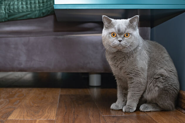 苏格兰严肃的猫特写 坐在家里舒服地点.肖像有着橙色眼睛的苏格兰折叠猫的宠物胡须脸眼睛