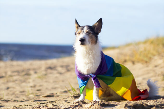人群可爱有趣的狗与彩色彩虹同性恋同性恋同性恋者旗帜骄傲假日户外概念生活方式可爱狗人类