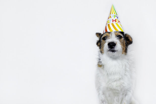宠物戴着帽子的白色背景的有趣的狗 快乐的生日.pet在party.副本空间乐趣快乐创意