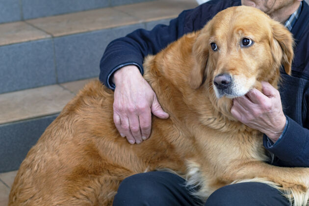 品种转眼望去 悲伤的金毛猎犬 退休老人拥抱着他的宠物拉布拉多纯种小狗狗