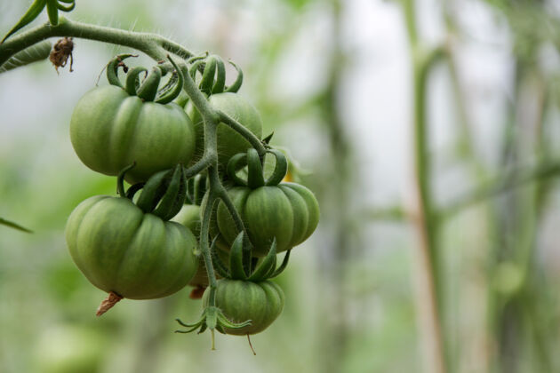 有机温室树枝上的绿色番茄 特写 选择性焦点未成熟蔬菜.种植有机茄属植物农业温室菜园