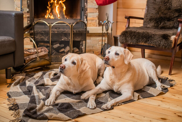 家庭一对金色的拉布拉多猎犬躺在乡间壁炉前的毯子上成人宠物壁炉