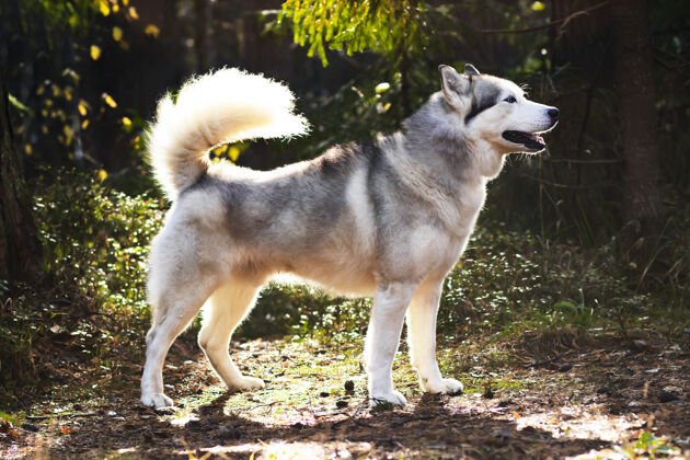朋友狼一样的哈士奇 充分成长的背景下加拿大森林 北方狗帅加拿大