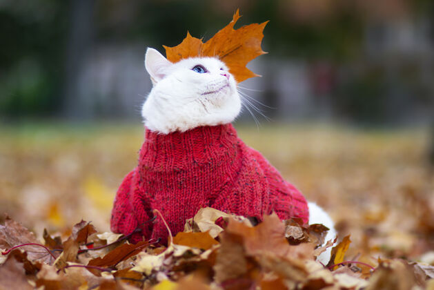 森林有趣的白猫 多色的眼睛安哥拉繁殖坐姿秋天公园里的树叶间白天动物穿着毛衣在床上街上宠物在红枫和黄枫中玩耍套头衫十月宠物