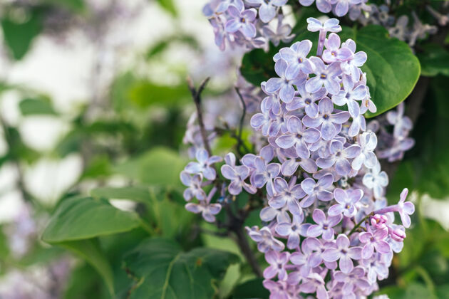 白天美丽的紫丁香枝叶选择性聚焦特写视图.模糊背景和拷贝空间春天花选择性聚焦