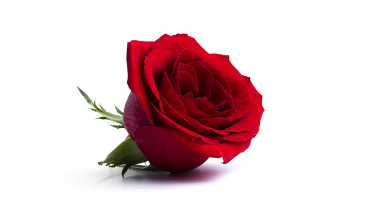 美丽红玫瑰孤立在一个白色的表面情人节情人节玫瑰