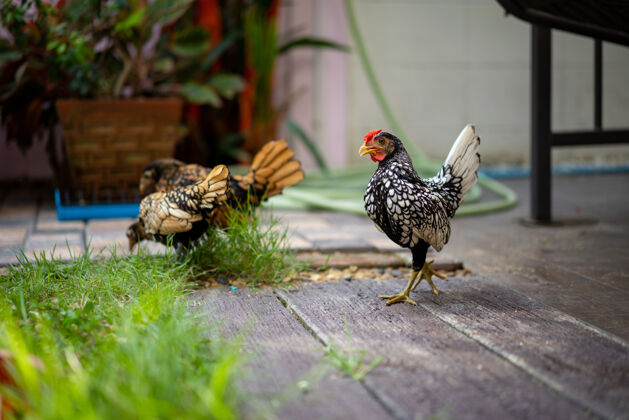 封闭银白色的赛布丽特鸡走在木水泥地板在后院家花园在下午的时间与2赛布丽特鸡为背景行走新鲜生物