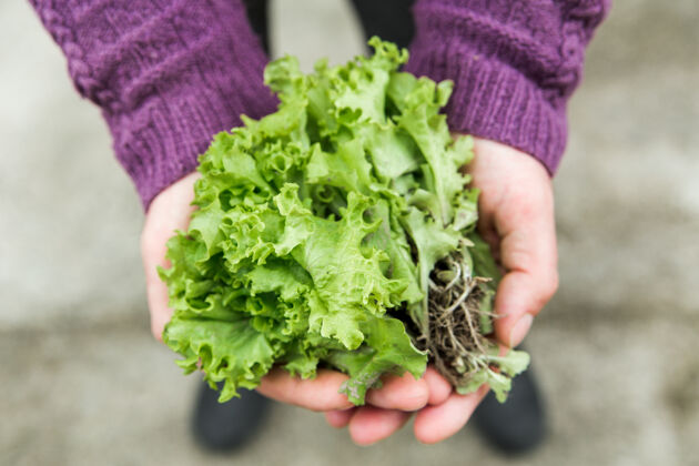 健康新鲜的绿色莴苣从花园里的床上手.农业还有种菜概念关闭-向上看有机小吃营养
