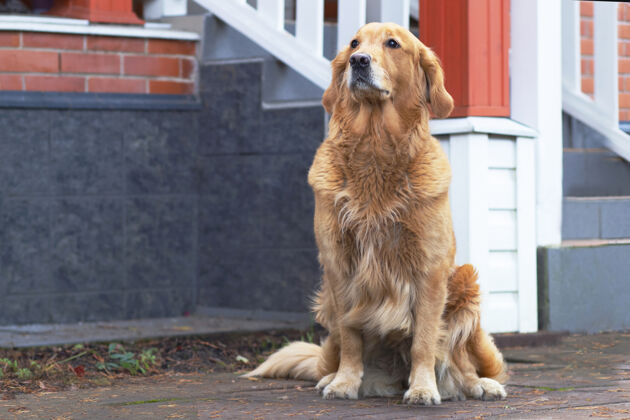安全狗直视镜头 金毛猎犬 拉布拉多附近的宠物坐在他的房子里 户外 外面拉布拉多狗品种