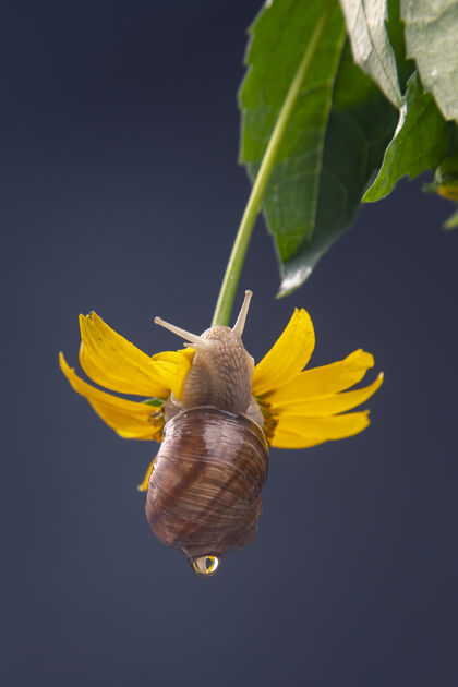 爬行动物蜗牛挂在一朵黄花上 吃着一片花瓣烹饪幻灯片害虫