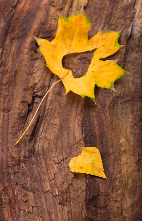 十月在木制背景上用秋叶做成的五颜六色的心枫树树金
