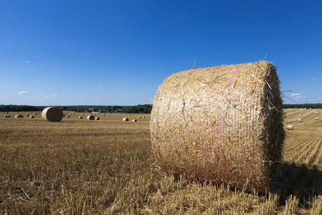 农村收获黑麦后用干草堆的农田粮食堆草