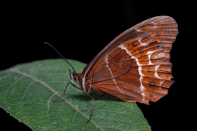 世界红蝴蝶栖息在绿叶和黑色背景上生态系统细节动物学