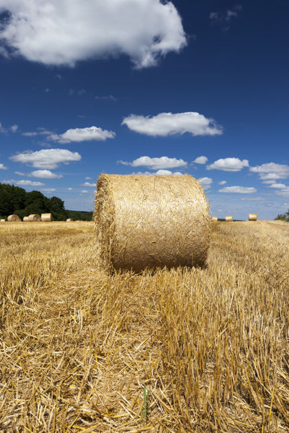农业收获黑麦后用干草堆的农田天空乡村土地