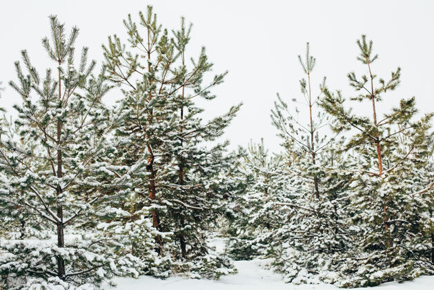 雪冬天森林里的树被雪覆盖了冬天森林树
