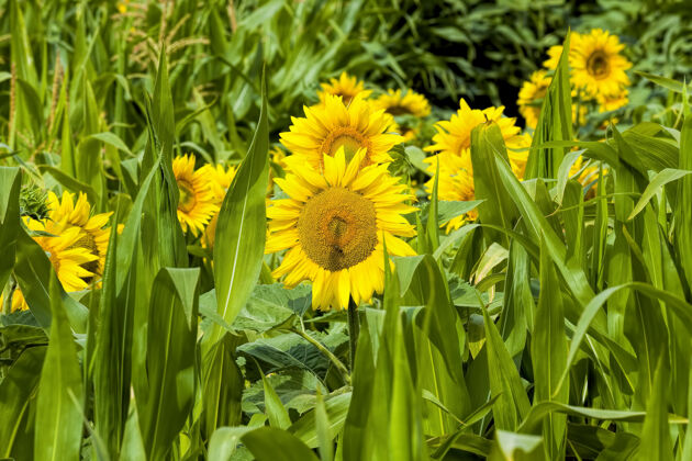 美丽一种普通的向日葵 在农田里有黄色的花瓣夏天向日葵花序的特写自然圆培养