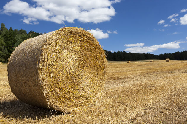美丽麦收后 农田里有了干草堆发展膳食面包