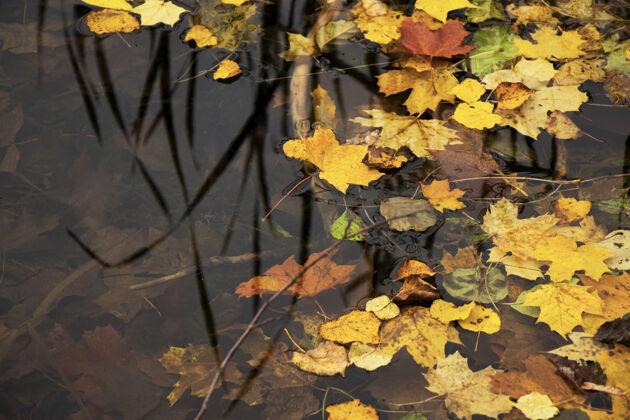 生长秋天和秋天五颜六色的树叶在水中 阴影和灯光 黄色 reg 橙色和绿色的自然背景 特拉凯 立陶宛枫树植物户外