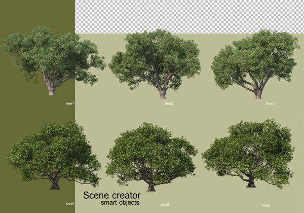 树各种树木的3d渲染隔离叶树叶树枝