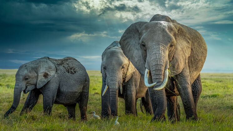 野生动物非洲的一群大象在塔兰吉尔国家公园的草地上行走树干图斯克条纹