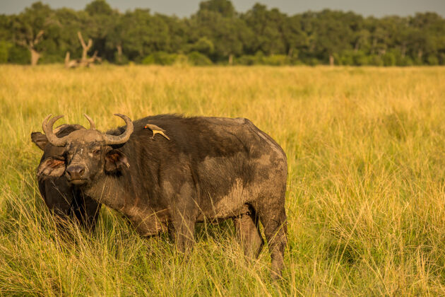 塞伦盖蒂水牛在塞伦盖蒂国家公园的干燥自然栖息地非洲哺乳动物反刍动物