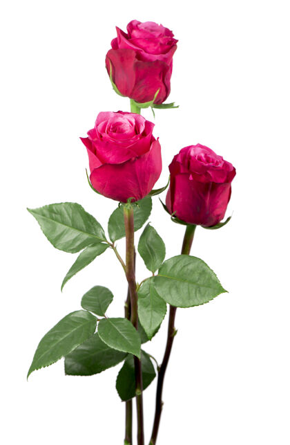 激情孤立的粉红色玫瑰花在白色背景上感情单一顺滑