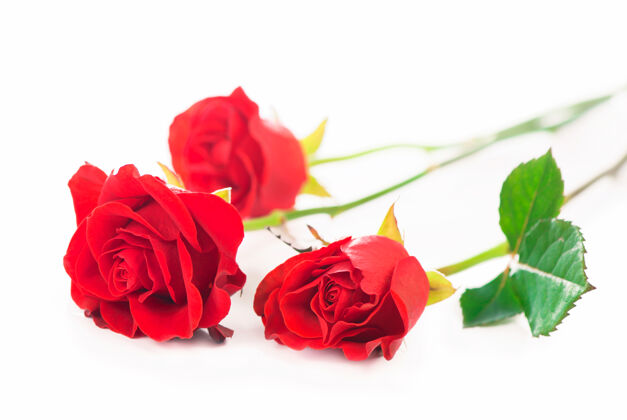 简单孤立的红玫瑰花在白色的背景上植物激情花