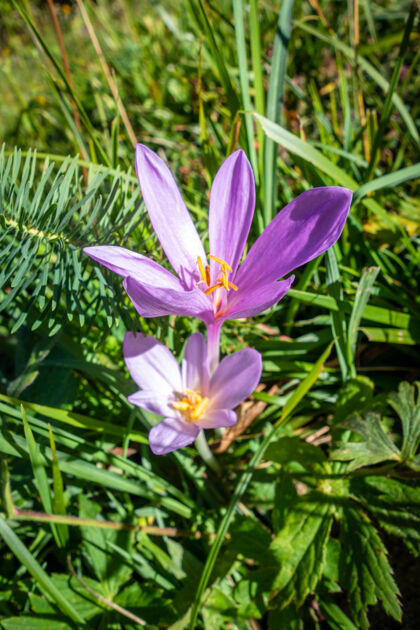 法国阿尔卑斯山法国瓦努瓦兹国家公园的秋水仙花野花特写镜头美丽花野花