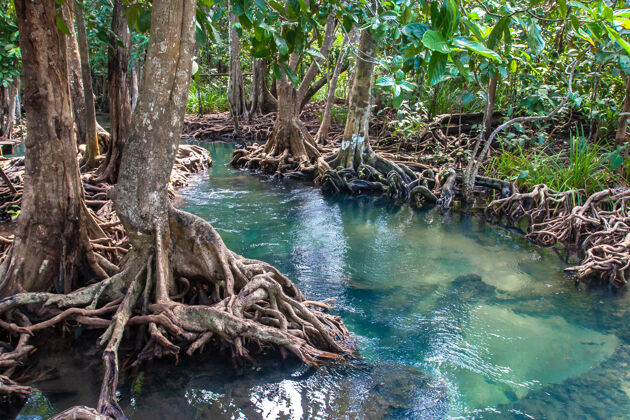 美丽清澈的小河流过红树林 茂密的树根缠绕在一起沼泽自然植物
