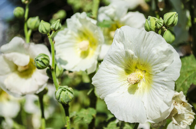 公园美丽的白色花朵锦葵在夏天的花园特写户外花瓣农业