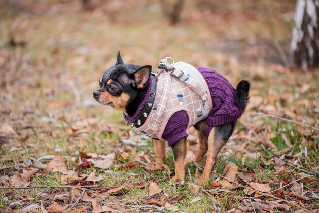 小宠物狗吉娃娃在街上散步吉娃娃街一只狗遛狗秋天在公园散步户外美丽纯种