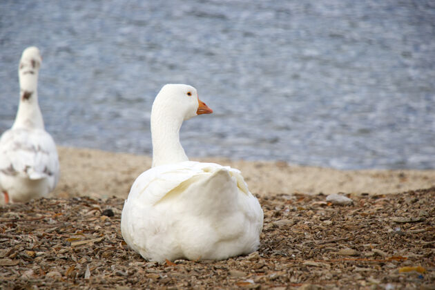动物美丽的白鹅坐在附近孵蛋水鹅在后面鹅侧视图动物头