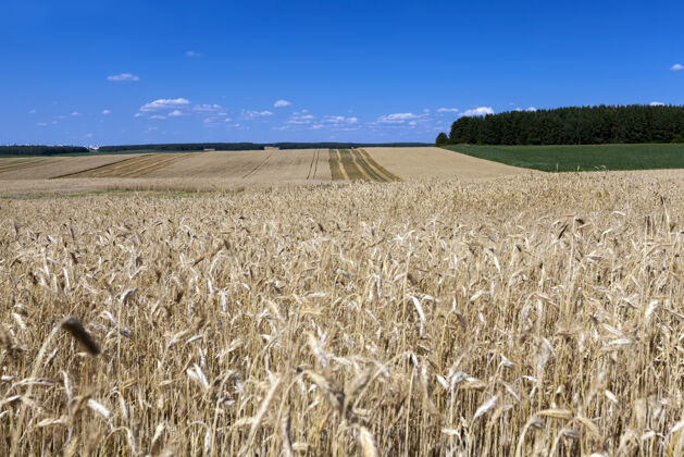 黑麦麦田里有多刺的麦秆稻草生长农田
