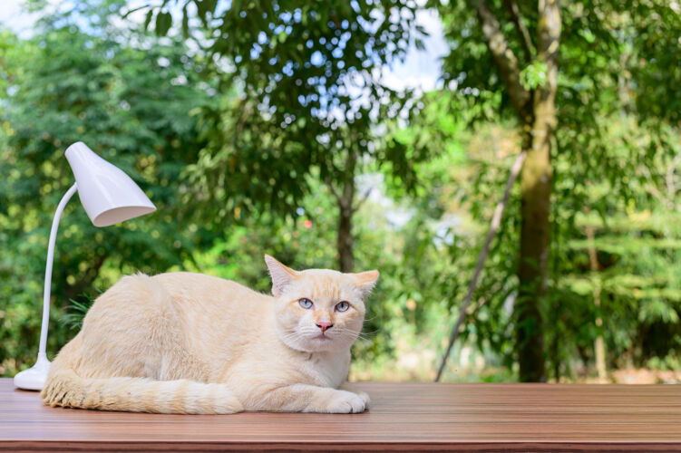 年轻可爱的猫在桌子上灯桌子猫