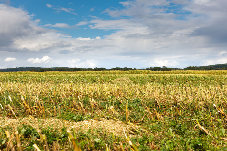 农业乡下的地里割玉米景观农作物蓝色