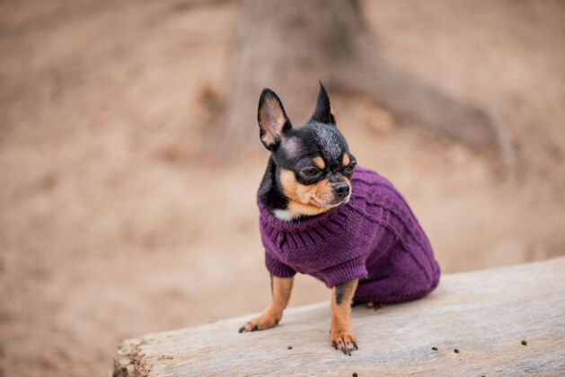 美丽宠物狗吉娃娃在街上散步吉娃娃街一只狗遛狗秋天在公园散步户外服装草地