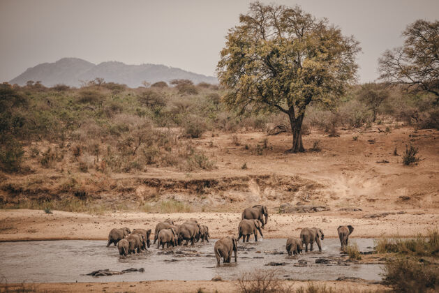 夫妇一群野生大象在非洲野生动物园里野生动物小组非洲