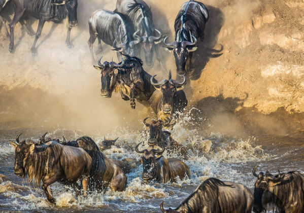 非洲角马正在跳进马拉河河太好了迁移野生动物稀树草原哺乳动物