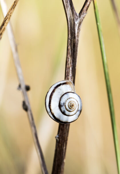动物蜗牛在草地上 照片中的自然栖息地小害虫螺旋